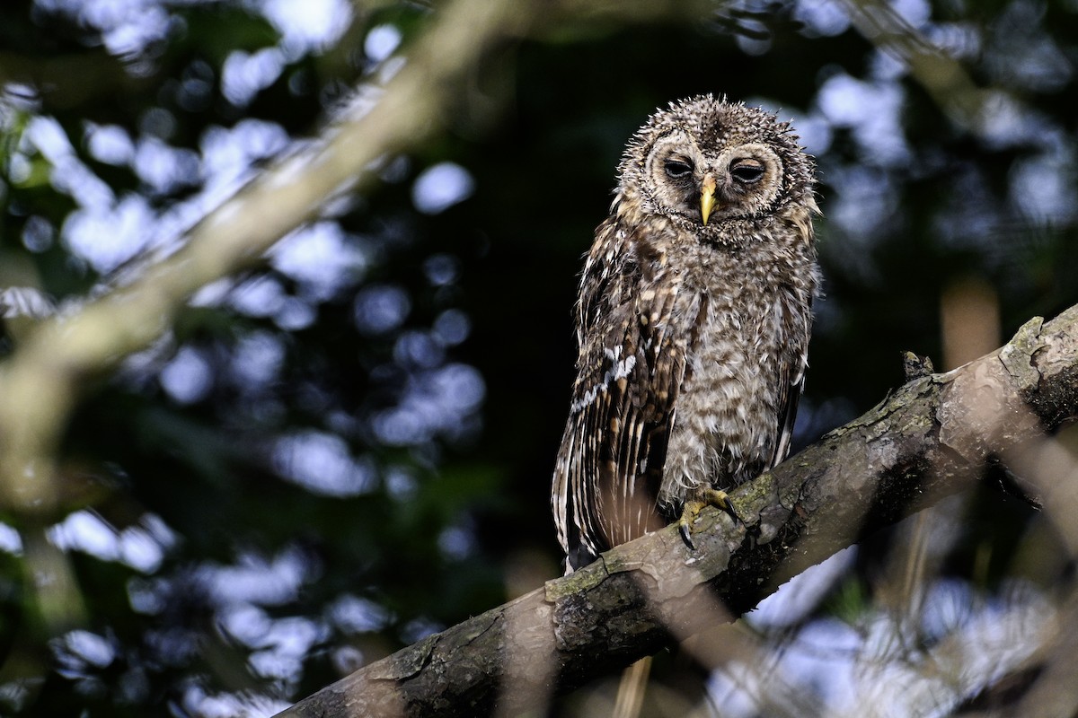 Barred Owl - ML621379342