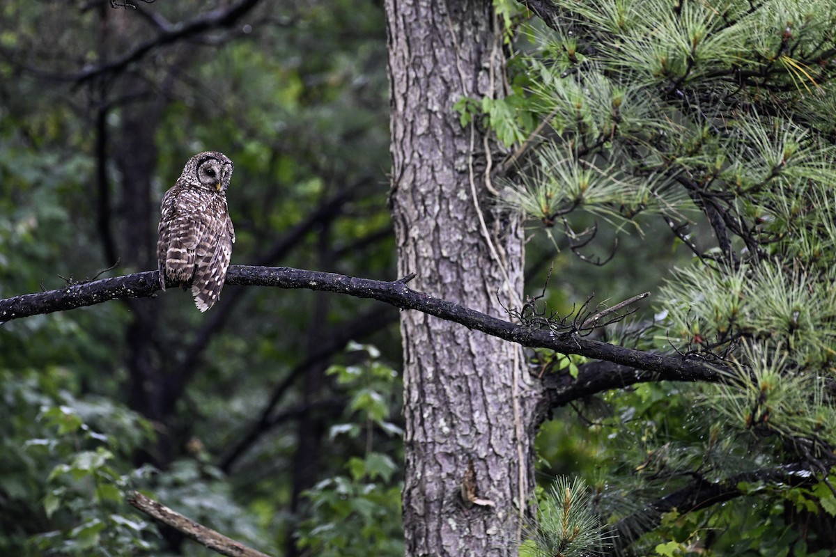 Barred Owl - ML621379346