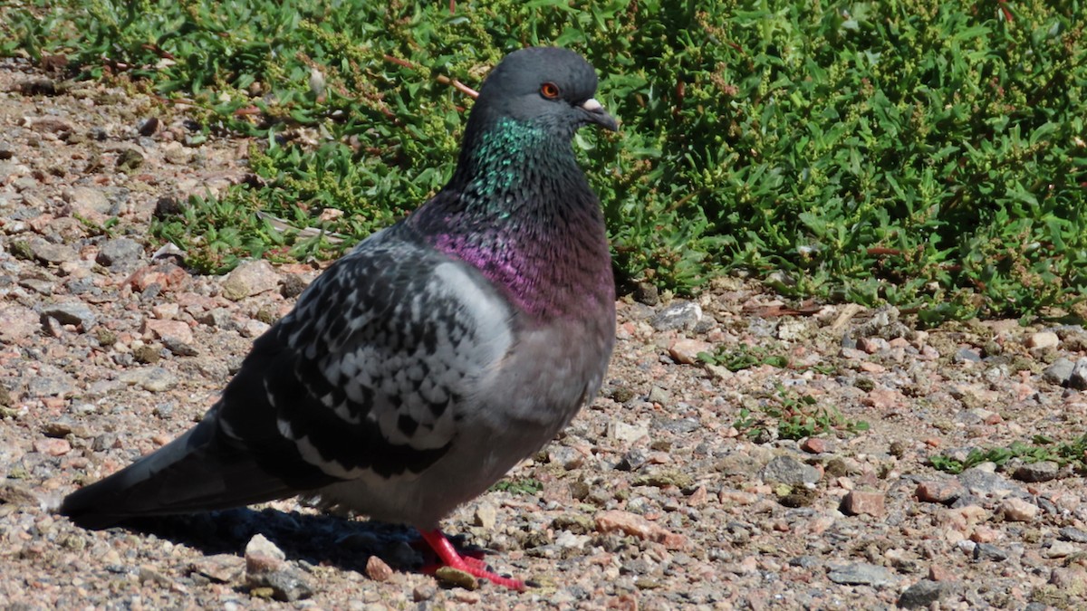 Rock Pigeon (Feral Pigeon) - ML621379389