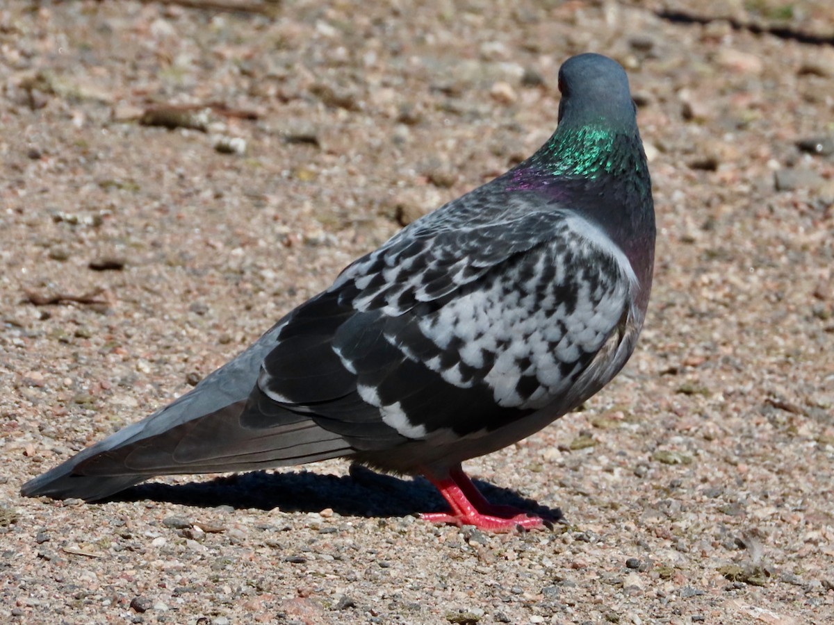 Rock Pigeon (Feral Pigeon) - ML621379390