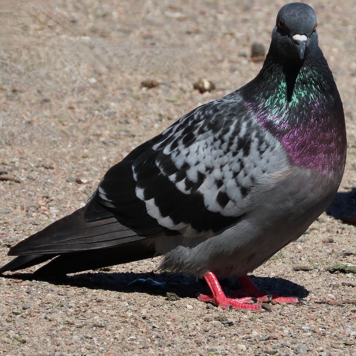 Pigeon biset (forme domestique) - ML621379392