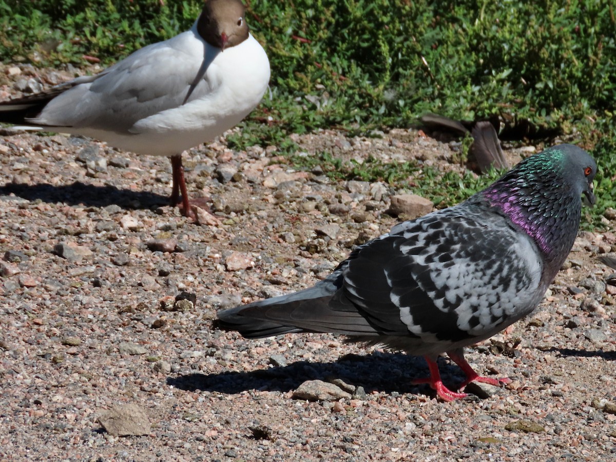 Rock Pigeon (Feral Pigeon) - ML621379393
