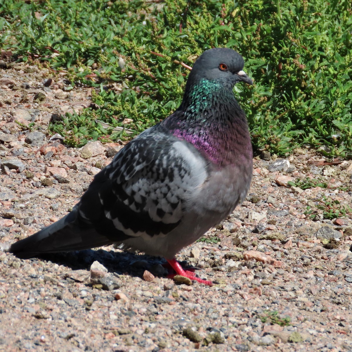 Pigeon biset (forme domestique) - ML621379395