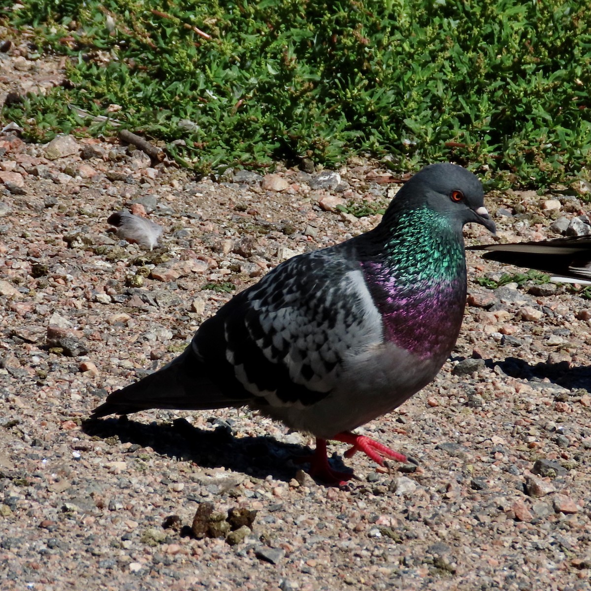 Rock Pigeon (Feral Pigeon) - ML621379396