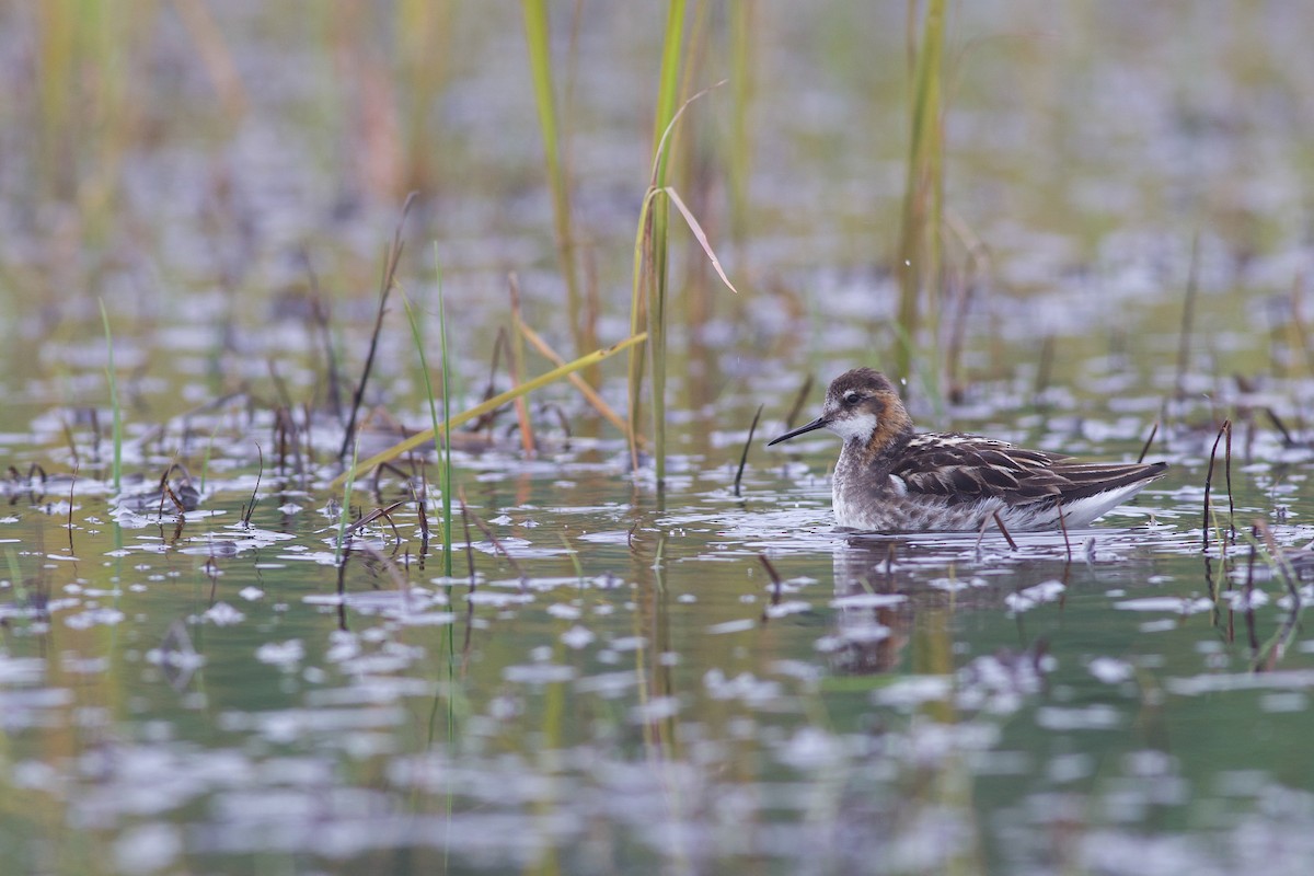 Phalarope à bec étroit - ML621379457