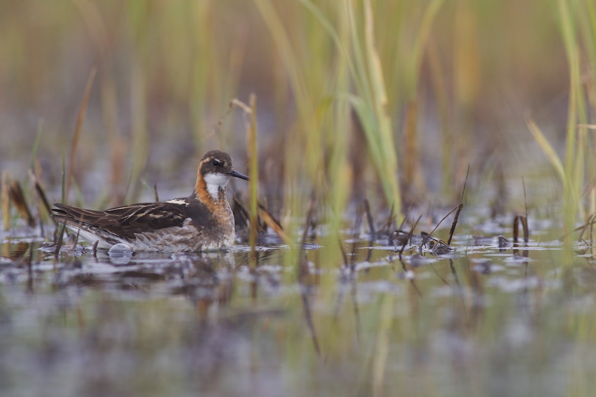 Red-necked Phalarope - ML621379458