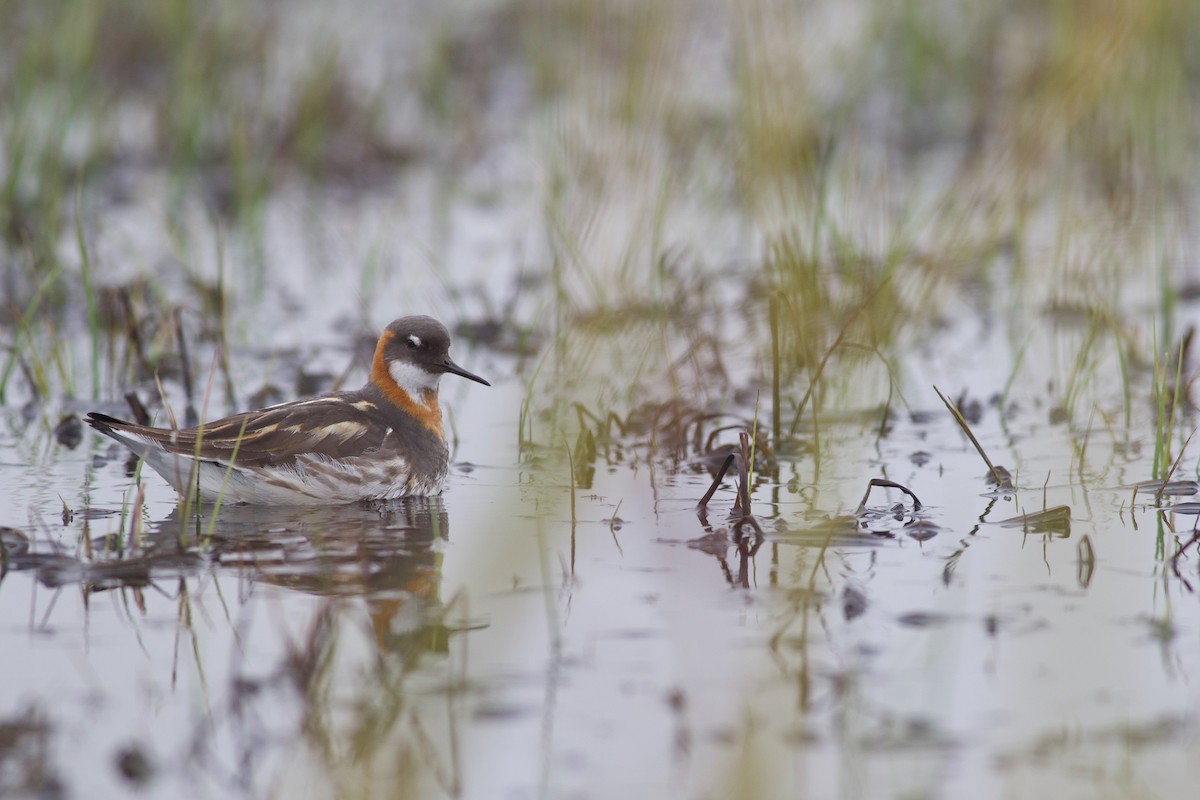 Phalarope à bec étroit - ML621379461