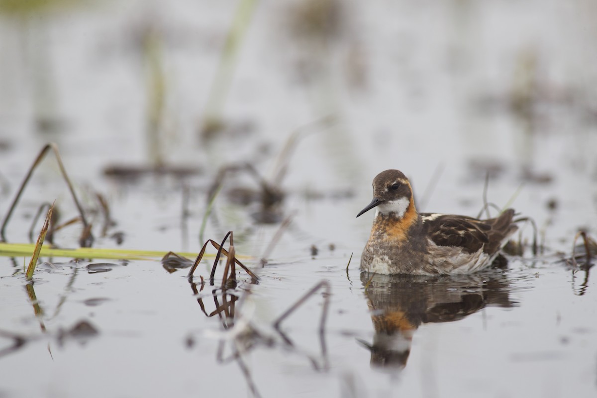 Red-necked Phalarope - ML621379462