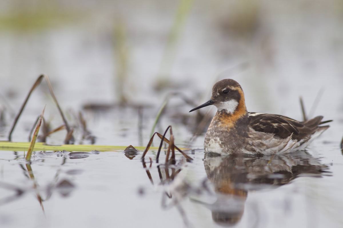 Phalarope à bec étroit - ML621379465