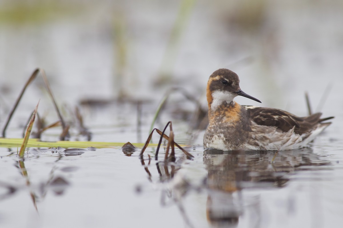 Phalarope à bec étroit - ML621379471