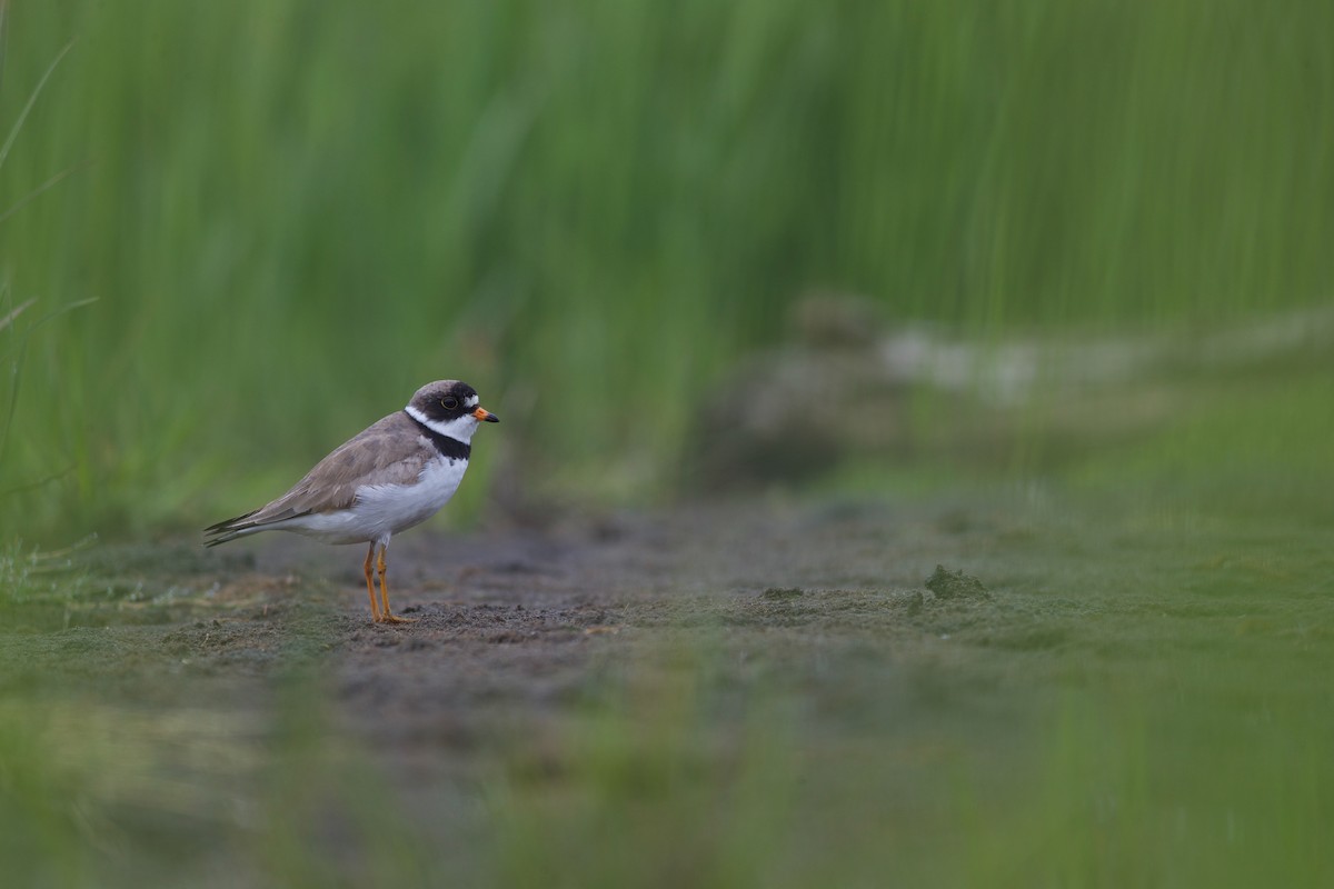 Semipalmated Plover - ML621379472