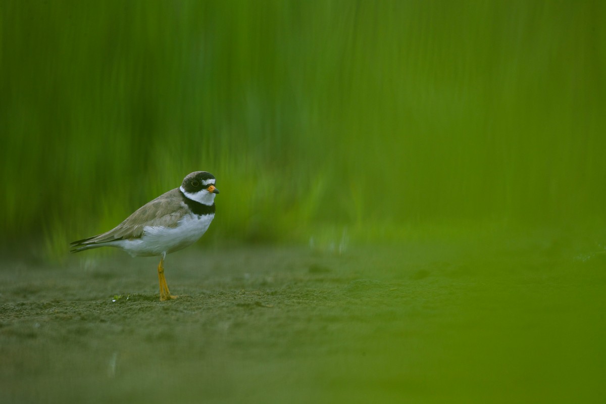 Semipalmated Plover - ML621379473