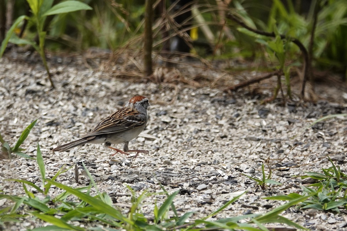 Chipping Sparrow - ML621379540