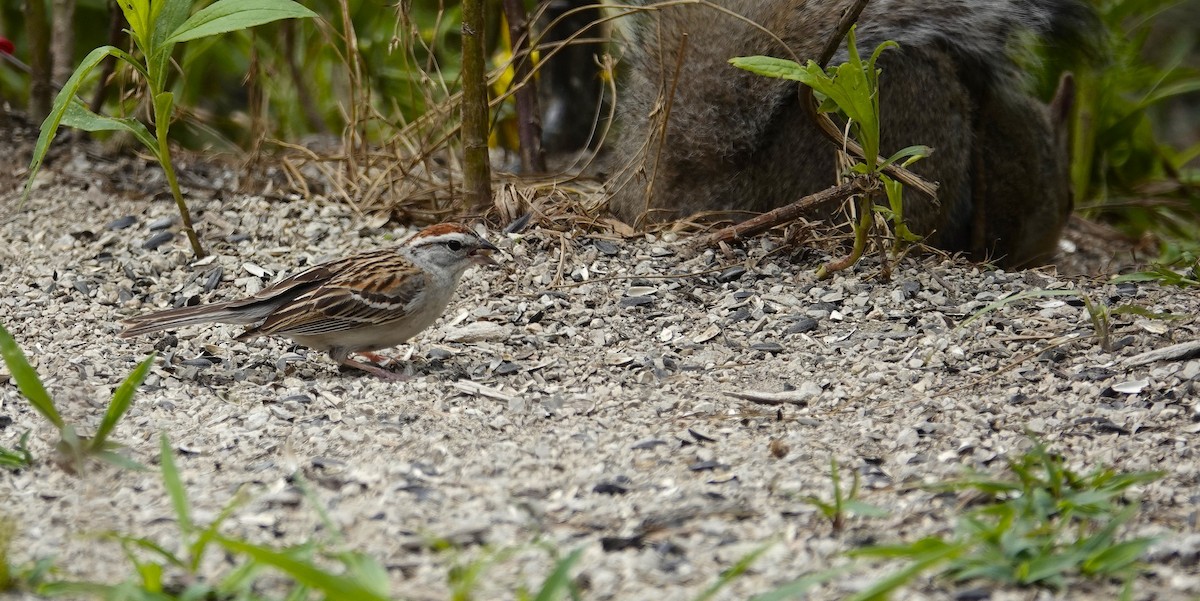 Chipping Sparrow - ML621379542