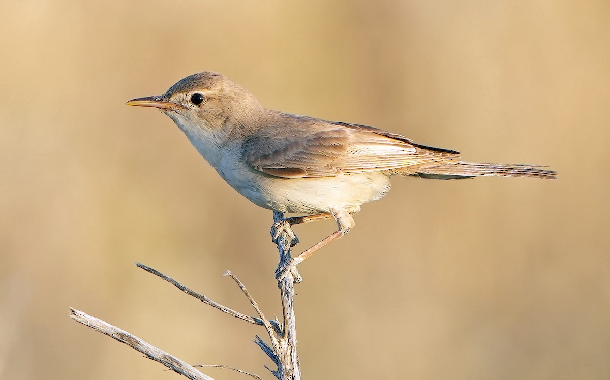 Upcher's Warbler - ML621379563