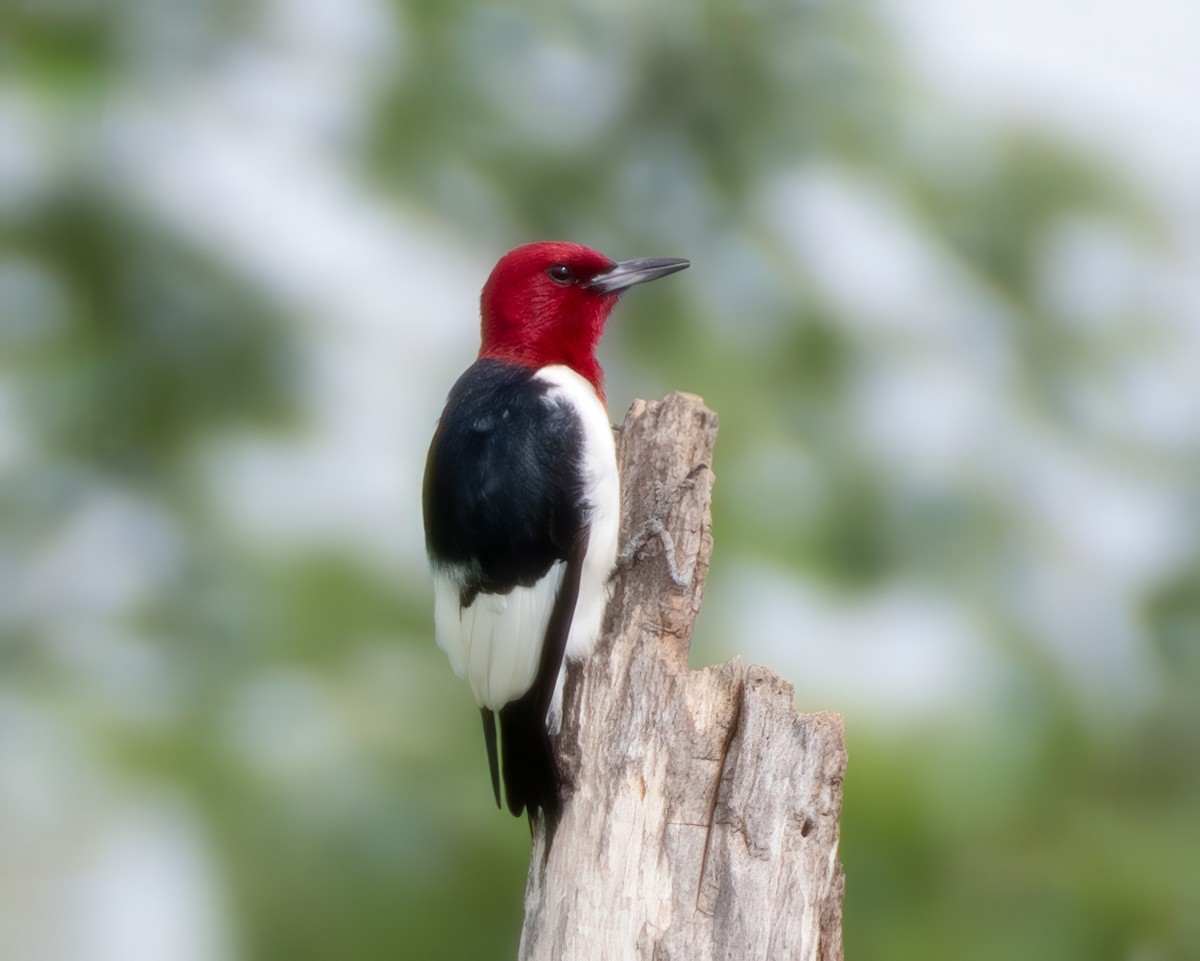 Pic à tête rouge - ML621379589