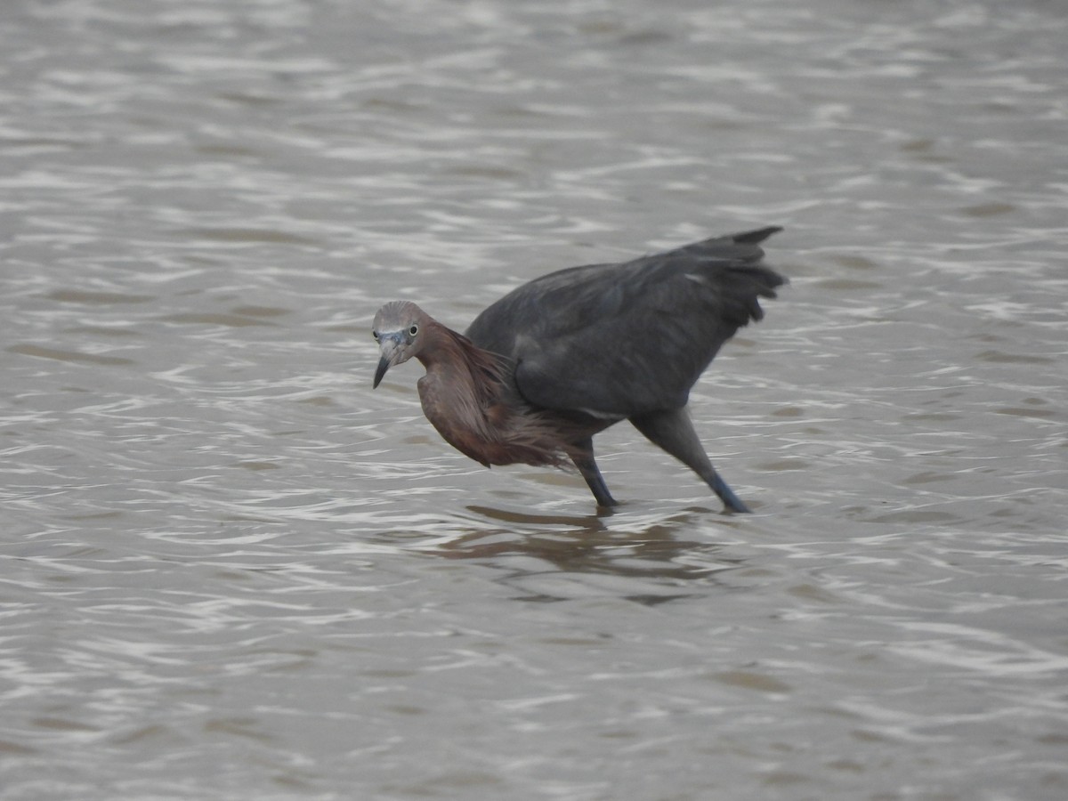 Reddish Egret - ML621379692