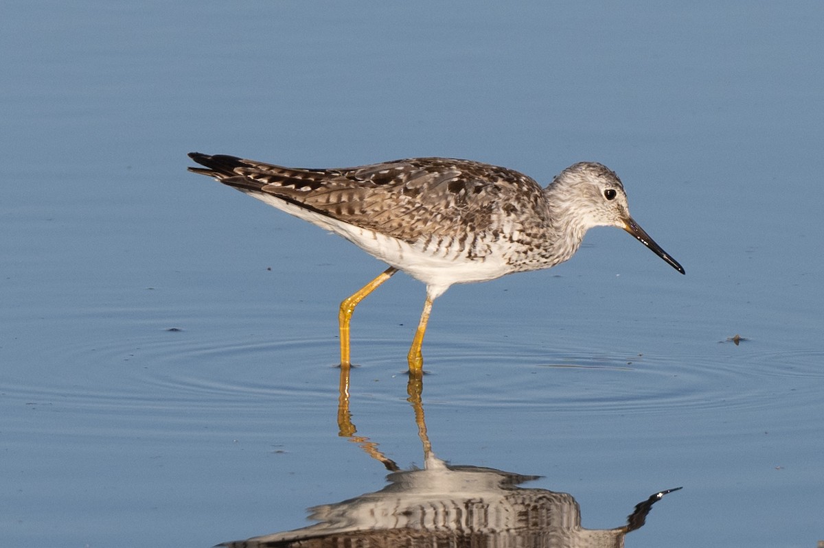 Lesser Yellowlegs - ML621379861