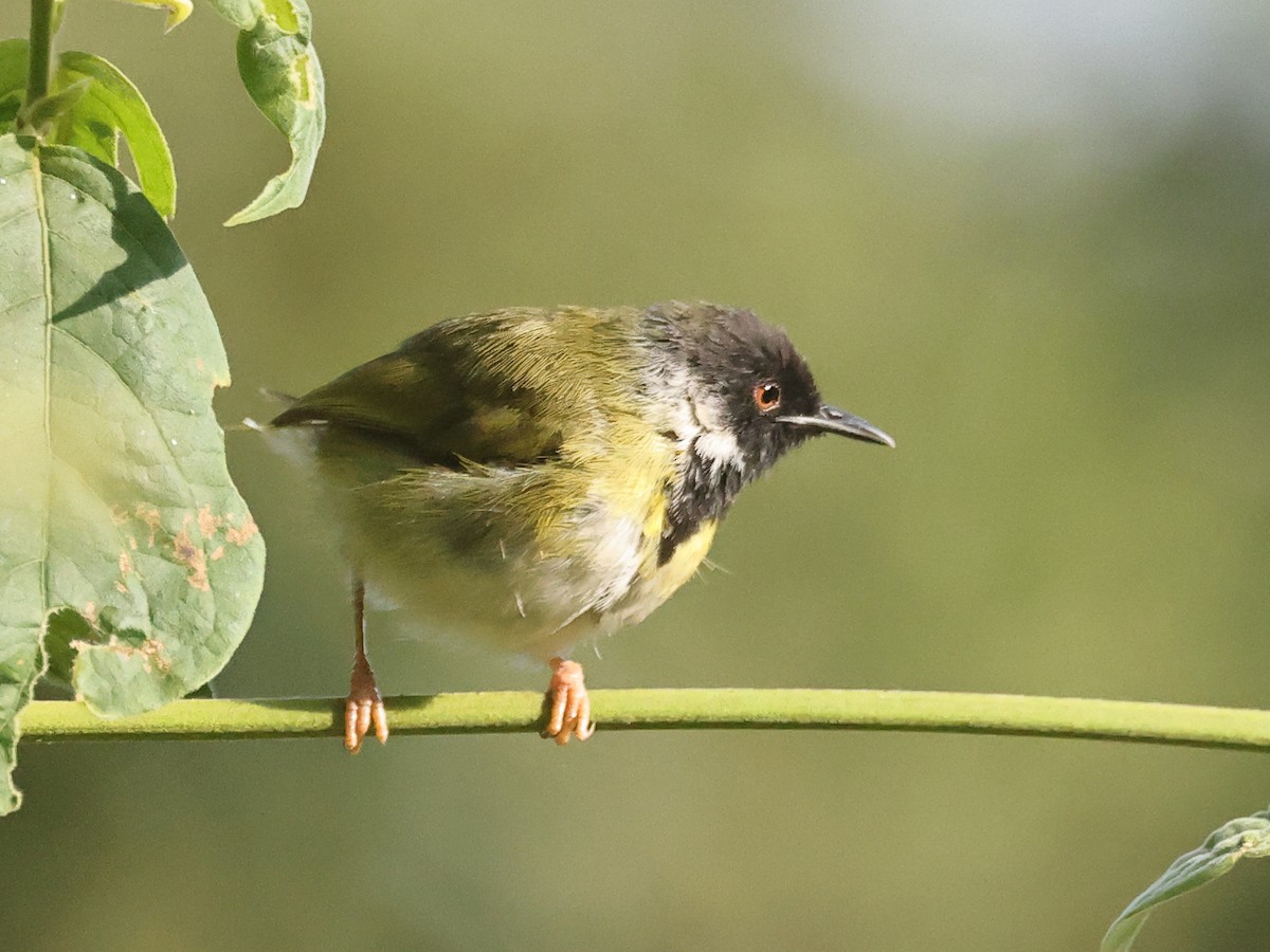 Black-faced Apalis - ML621379895