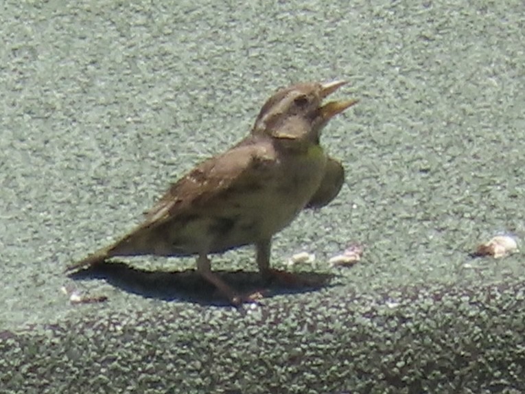 Rock Sparrow - Enrico Leonardi