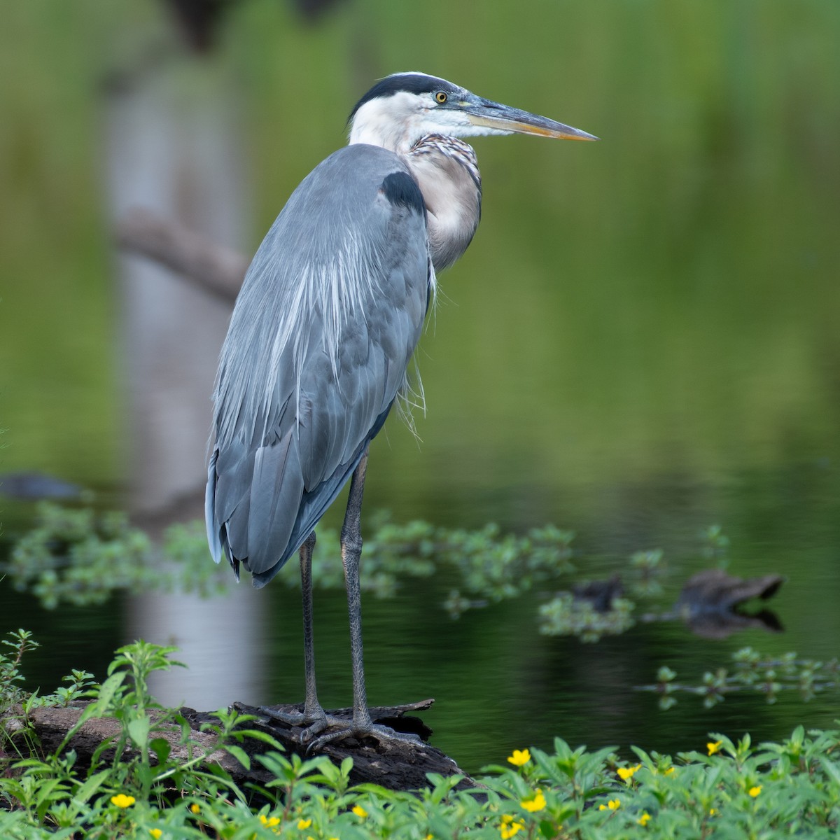 Great Blue Heron - ML621380137