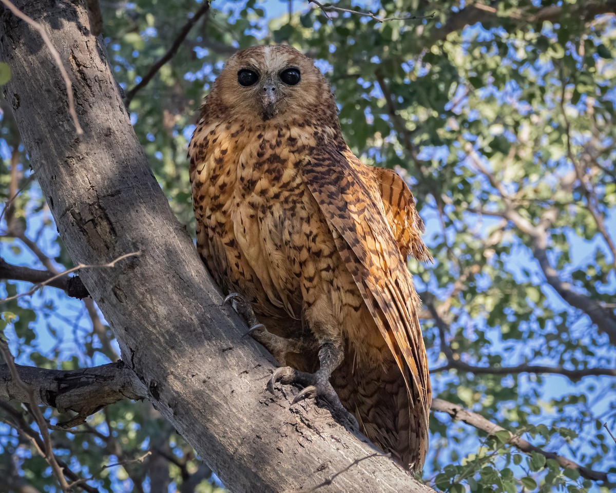 Pel's Fishing-Owl - ML621380175