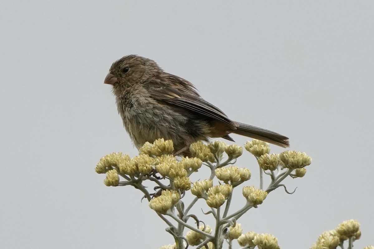 Plain-colored Seedeater - ML621380240