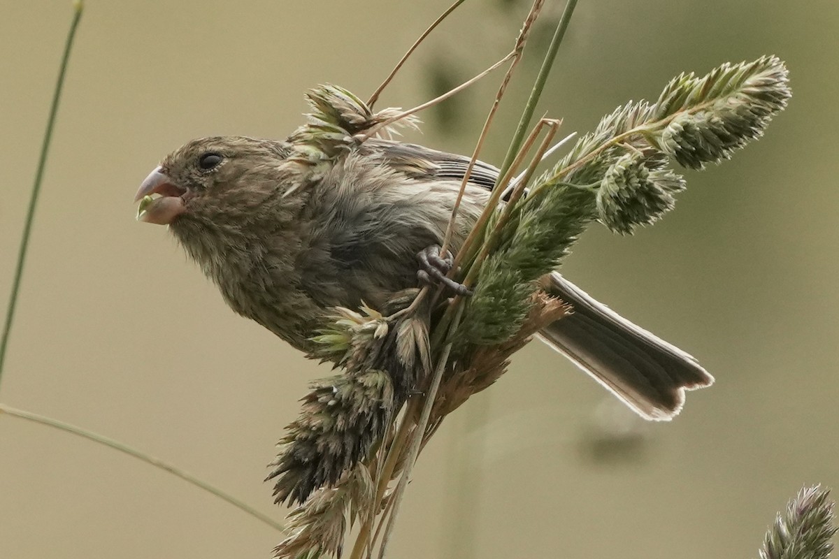 Plain-colored Seedeater - ML621380241