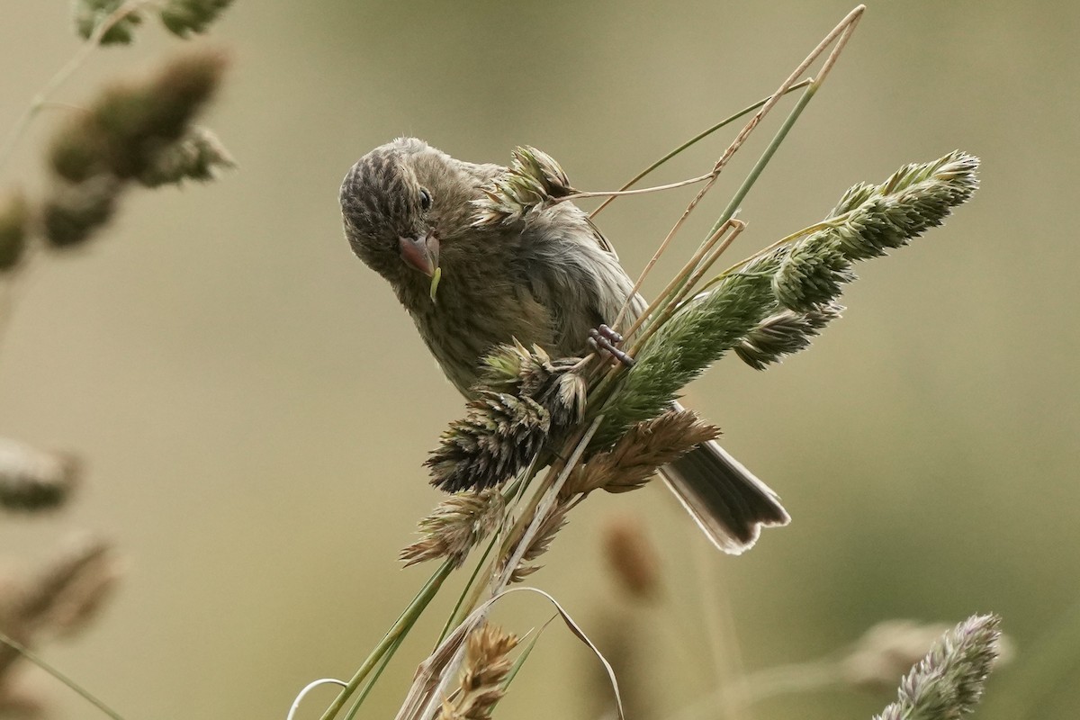 Plain-colored Seedeater - ML621380242