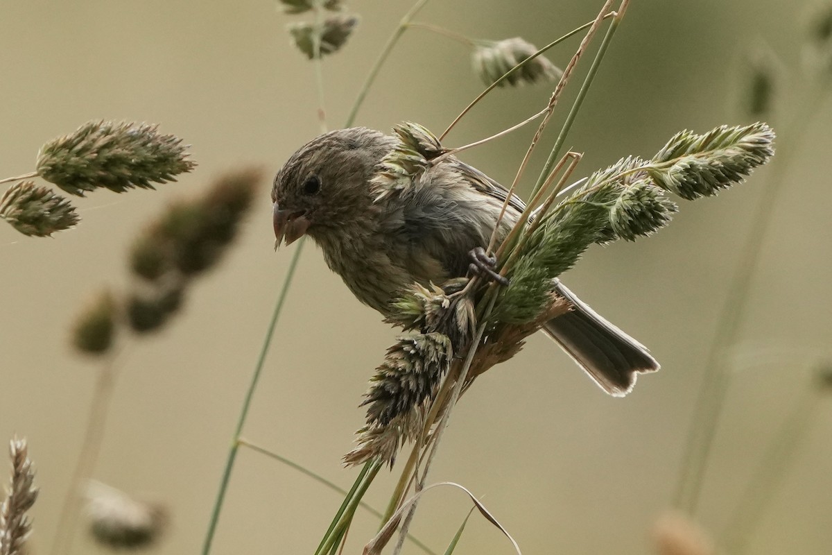 Plain-colored Seedeater - ML621380243