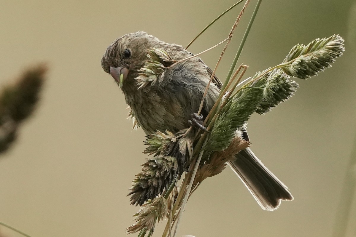 Plain-colored Seedeater - ML621380244