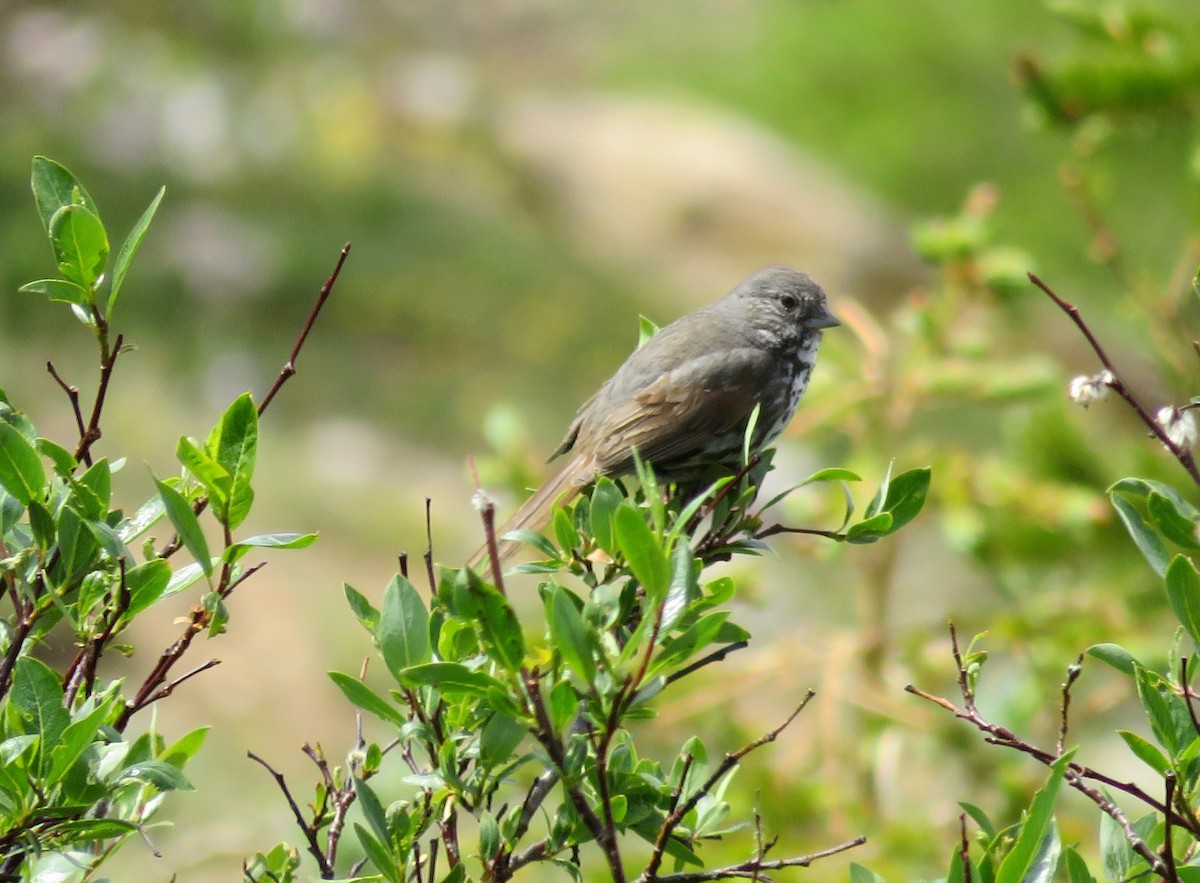 Fox Sparrow (Slate-colored) - ML621380251