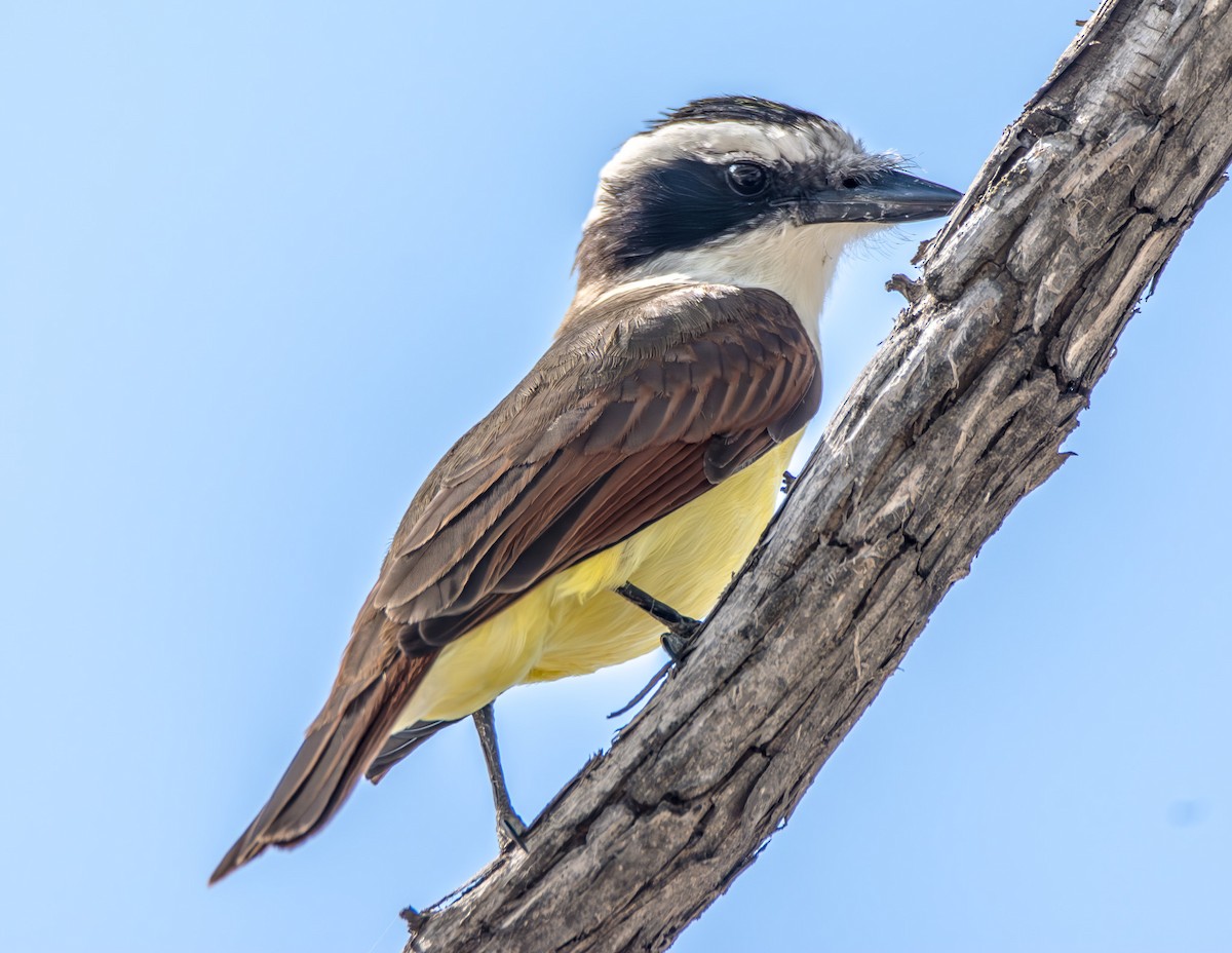 Great Kiskadee - ML621380486