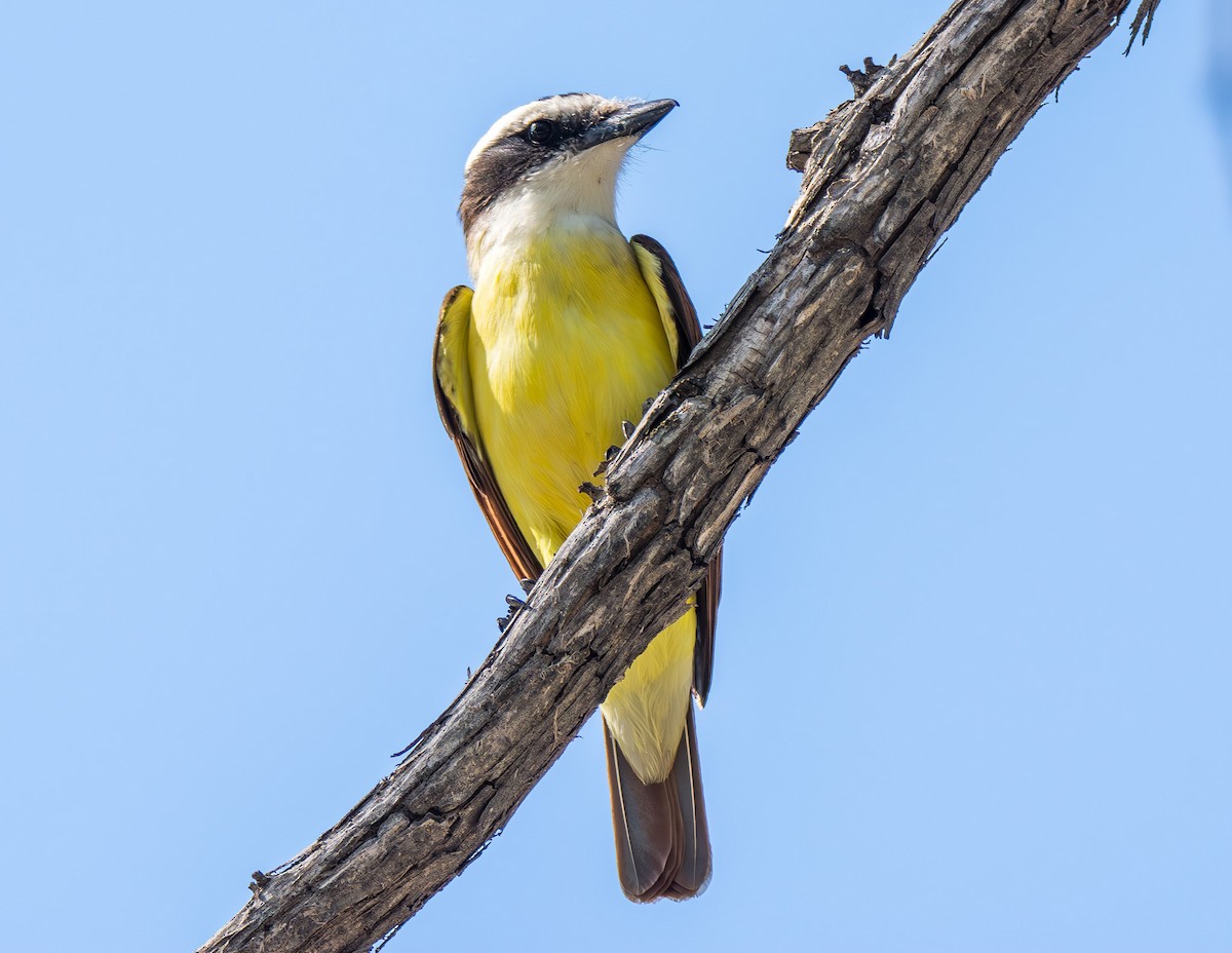 Great Kiskadee - ML621380487