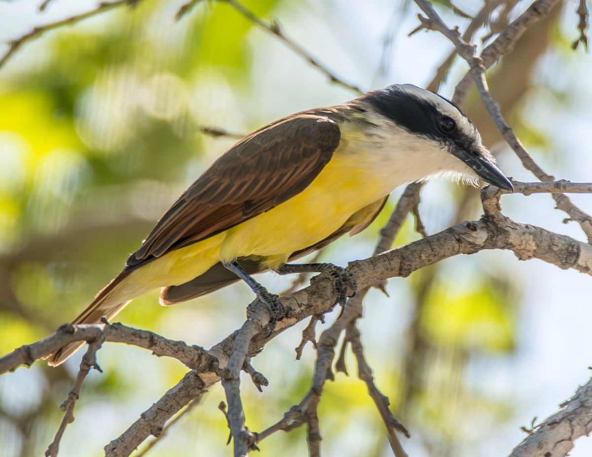 Great Kiskadee - ML621380488