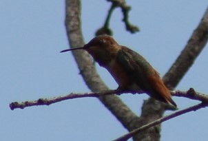 Allen's Hummingbird - ML621380562