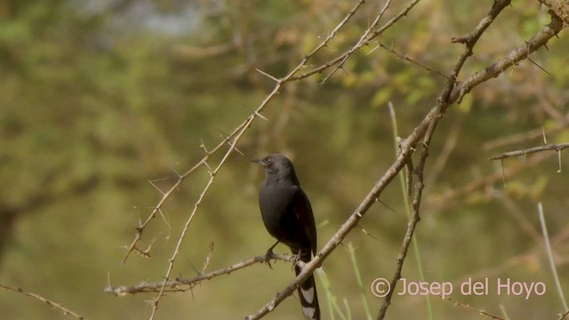 Alzacola Negro - ML621380568