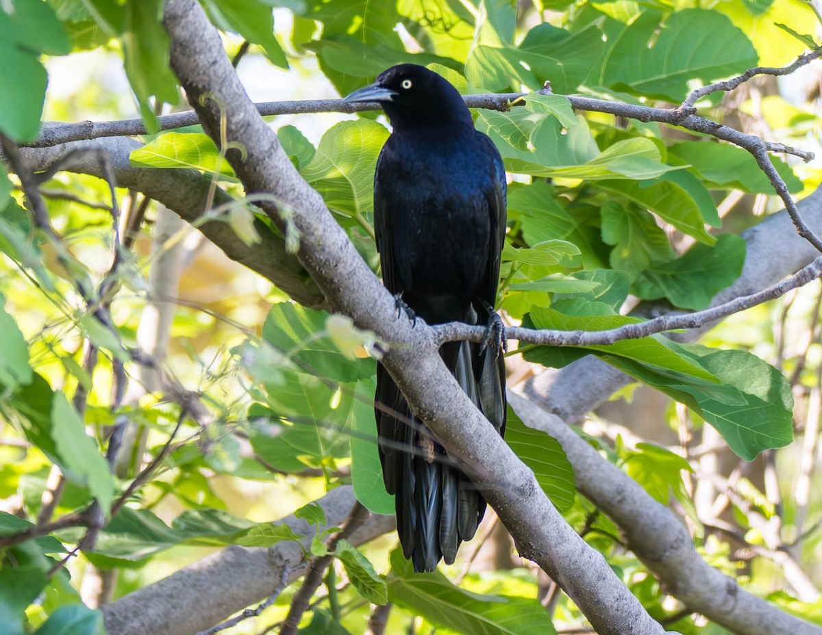 Great-tailed Grackle - ML621380633