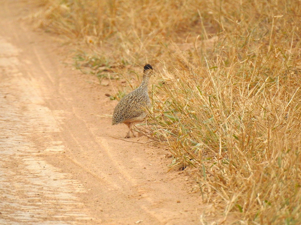 Brushland Tinamou - ML621380649