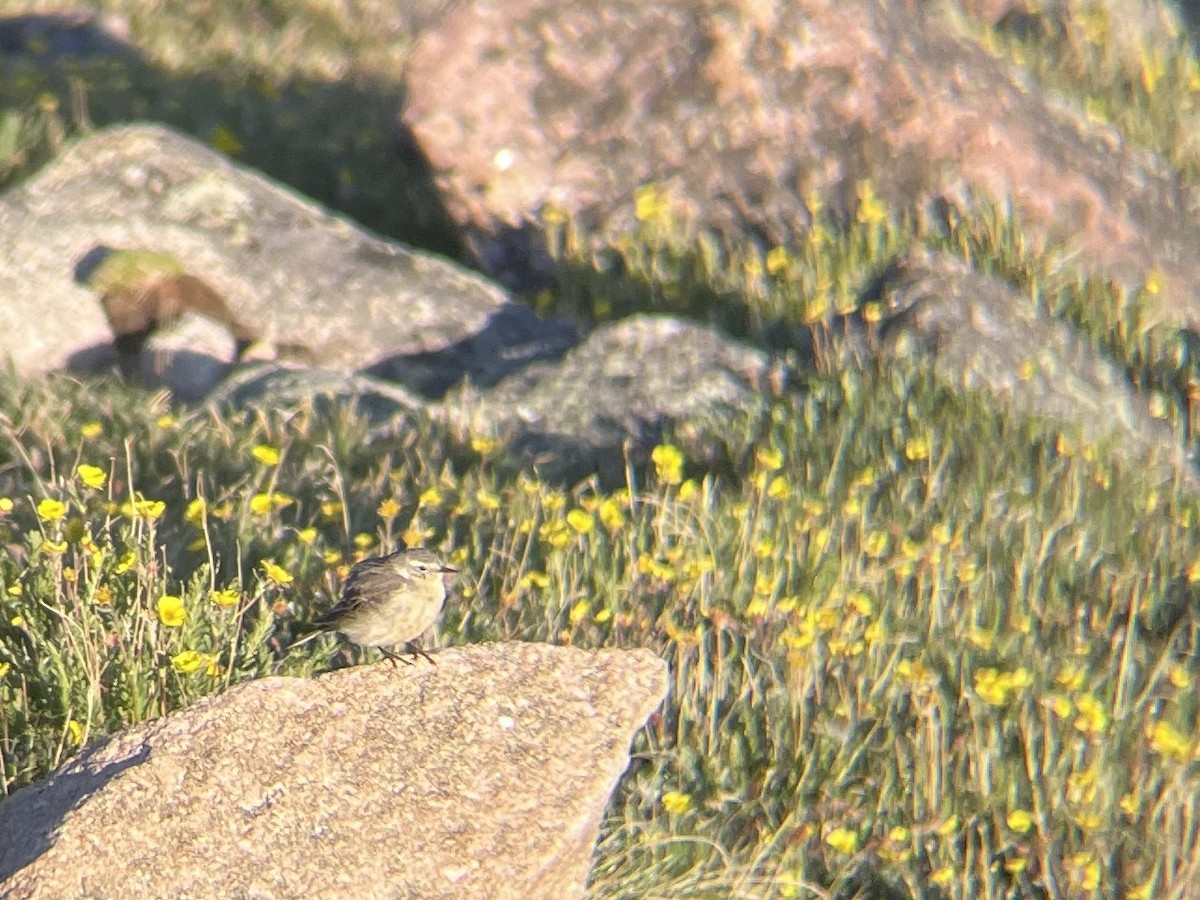 American Pipit - ML621380658