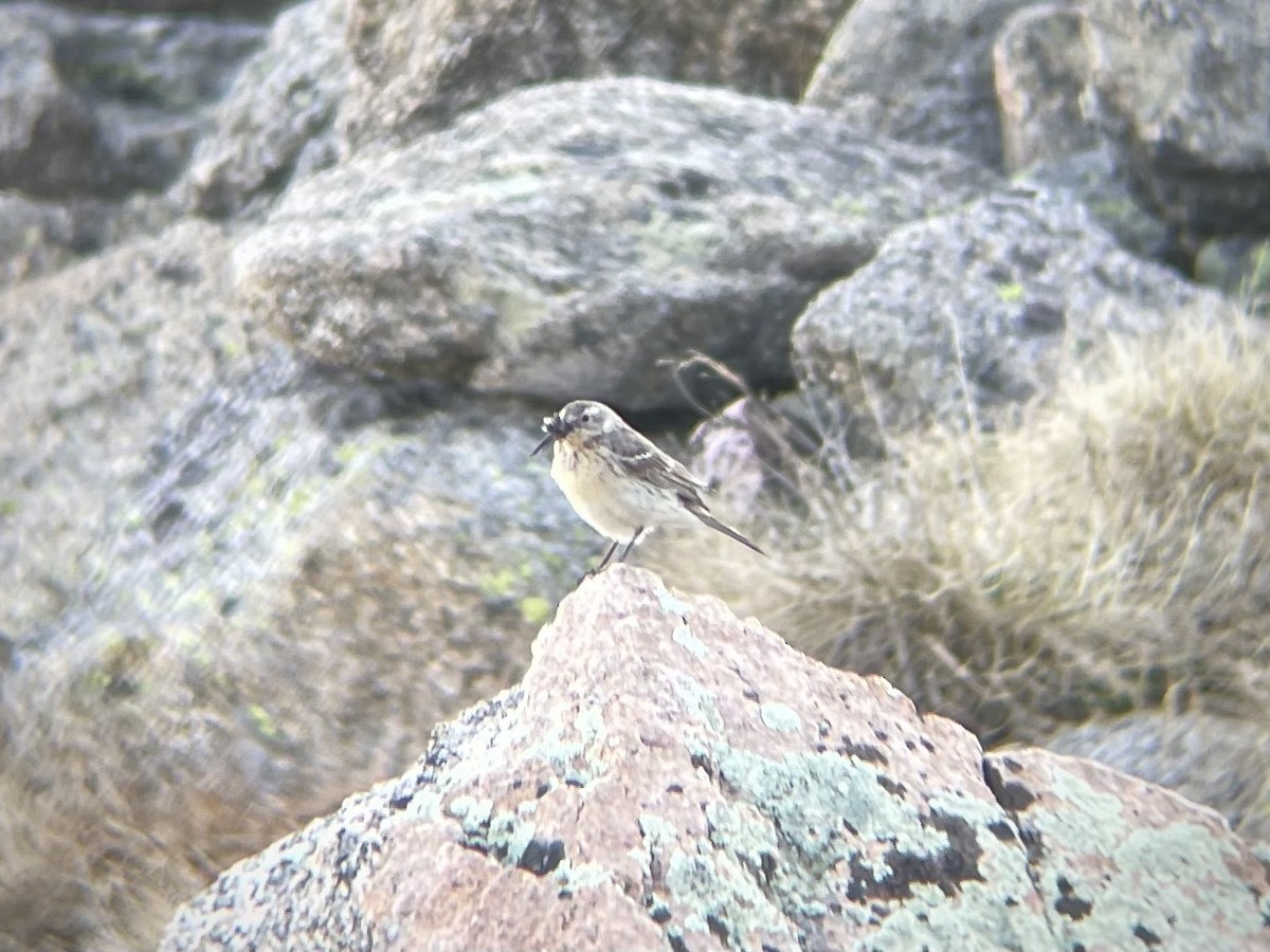 American Pipit - ML621380659