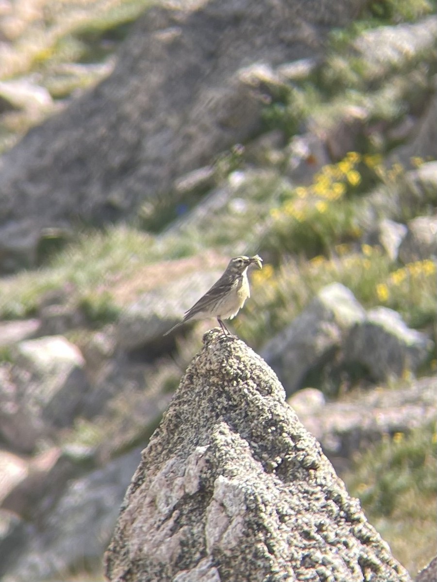 American Pipit - ML621380666