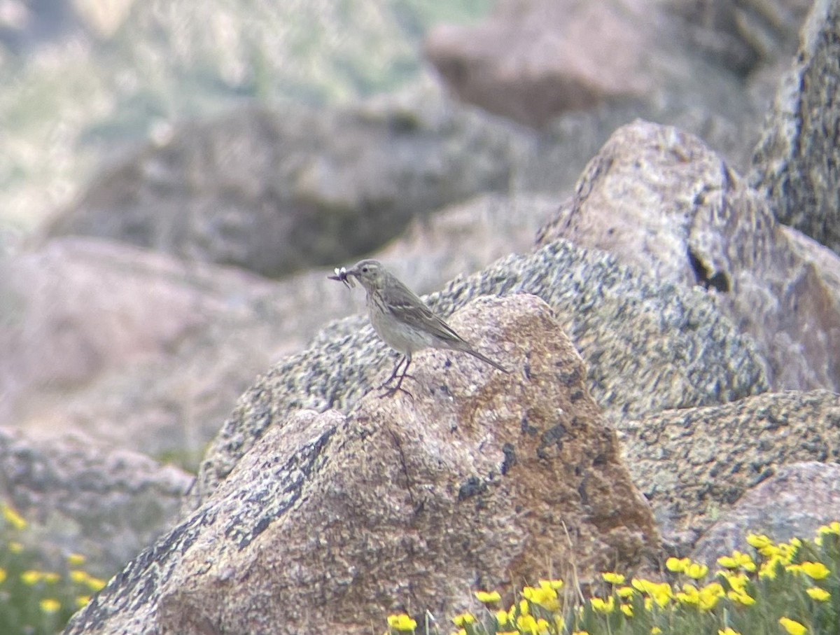 American Pipit - ML621380667
