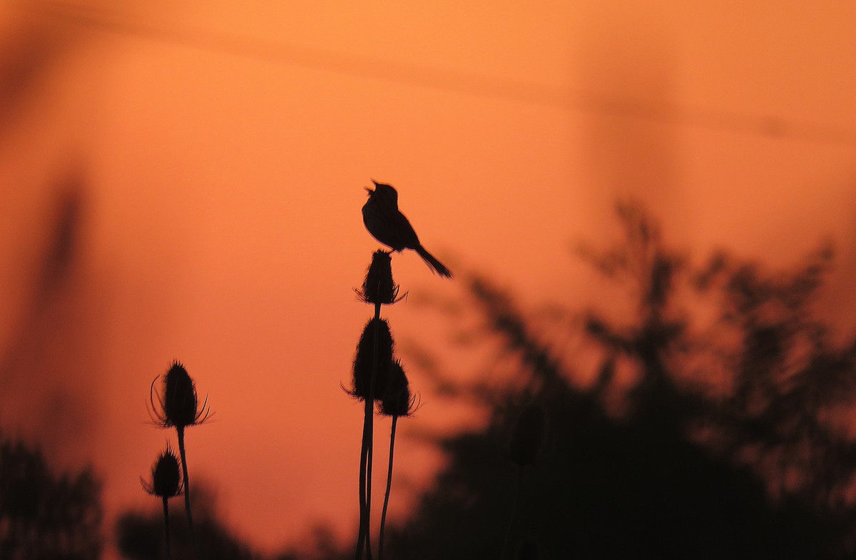 Song Sparrow - ML621380677