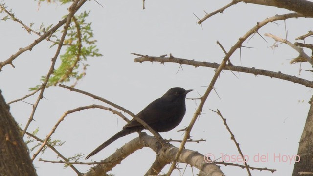 Black Scrub-Robin - ML621380699