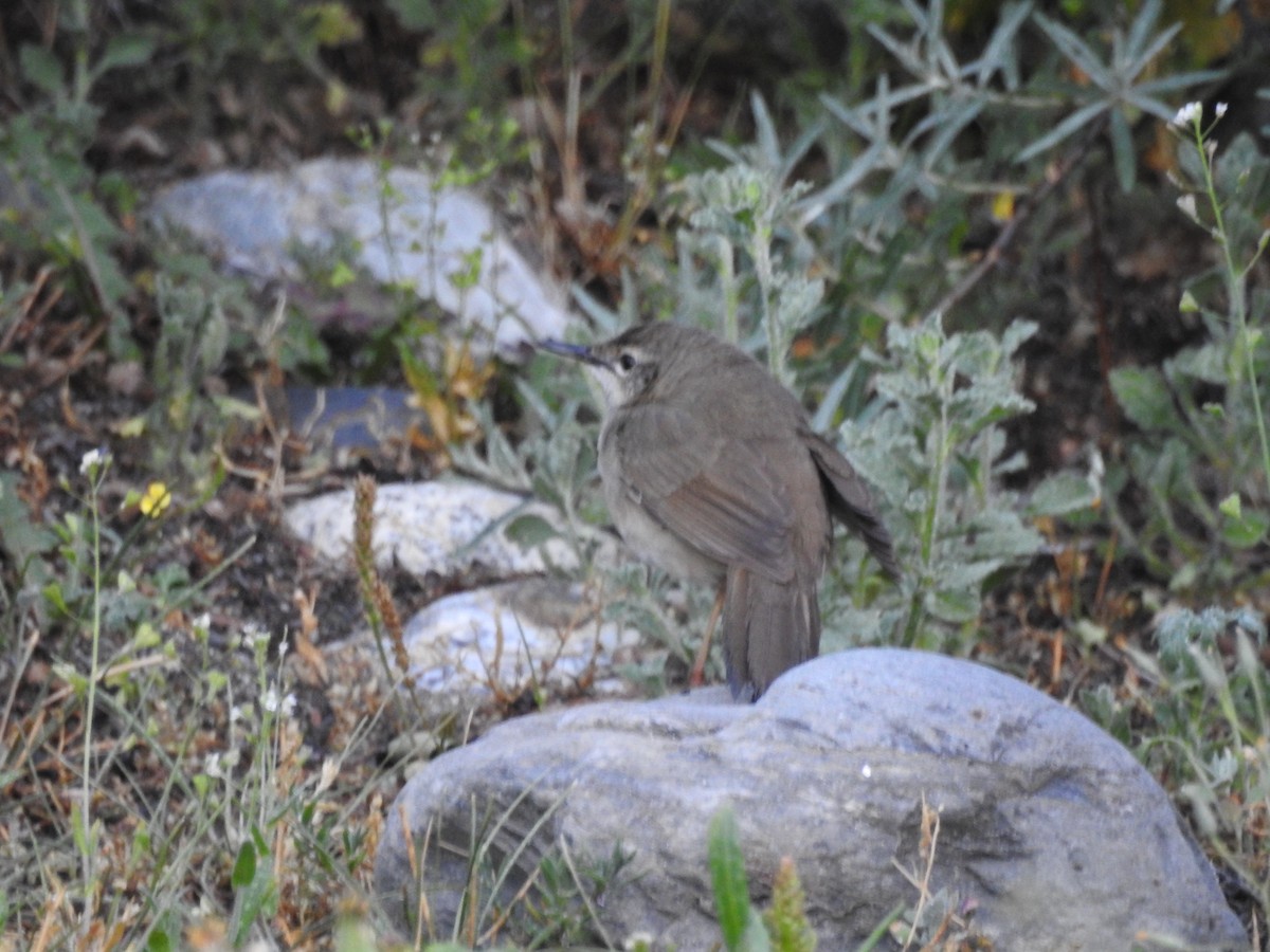 Long-billed Bush Warbler - ML621380704