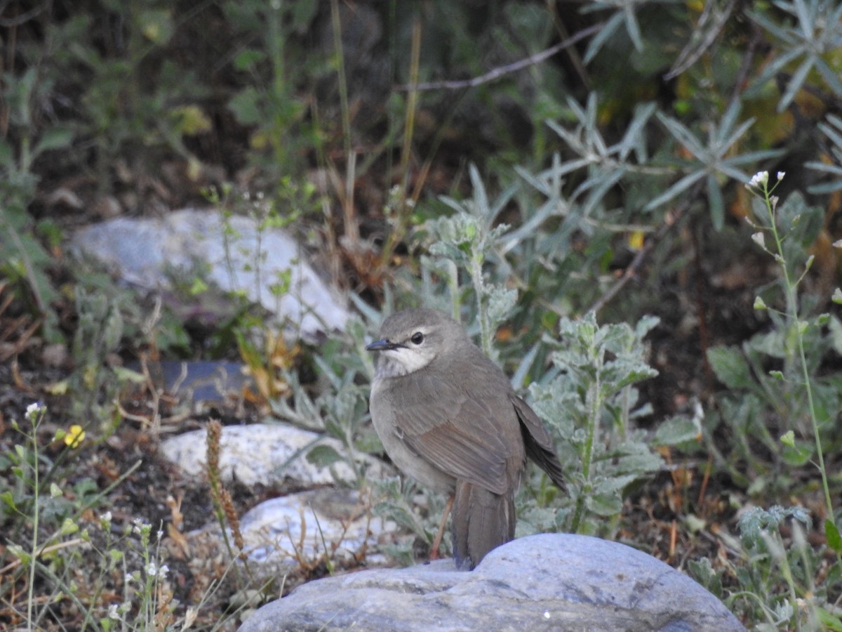 Long-billed Bush Warbler - ML621380706