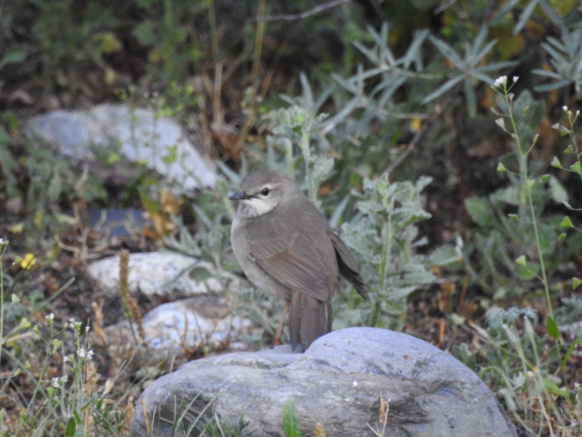 Long-billed Bush Warbler - ML621380707