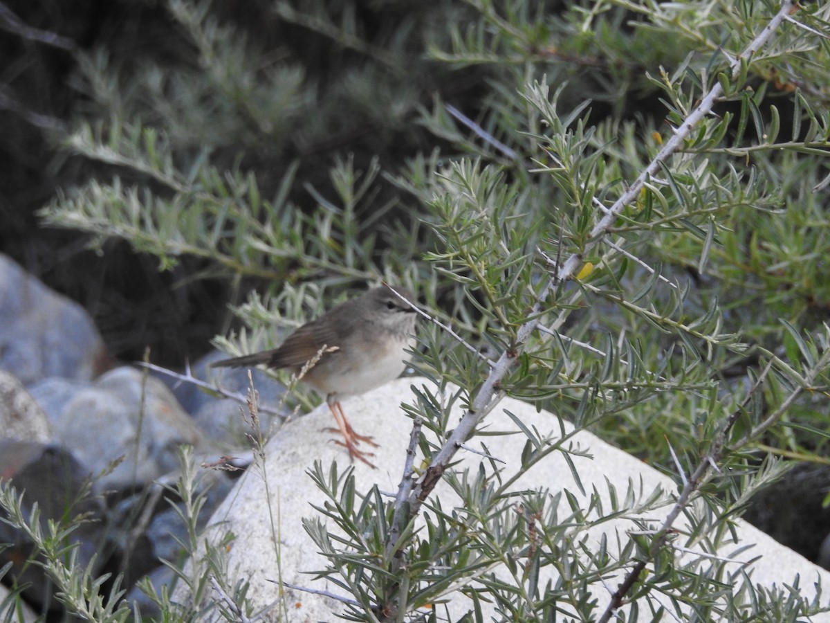 Long-billed Bush Warbler - ML621380708