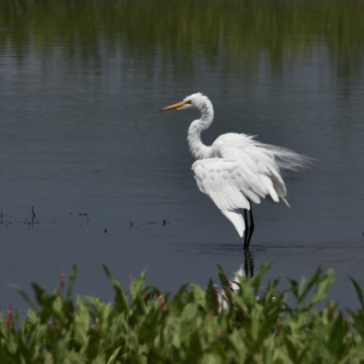 Great Egret - Rosemary joganic